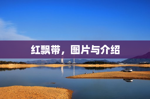 红飘带，图片与介绍