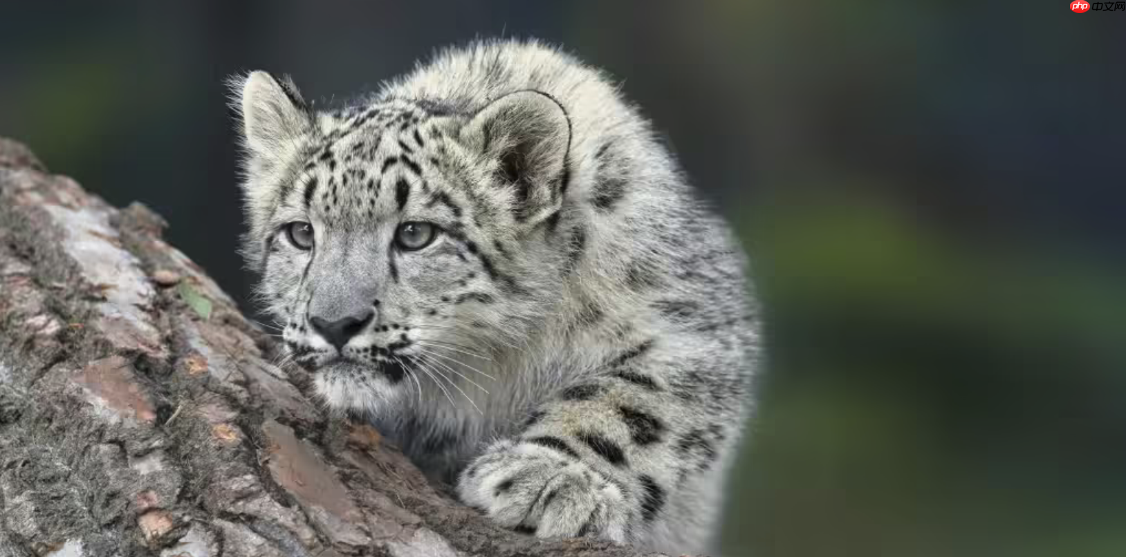 iOS 27前瞻：「雪豹」级体验升级，涵盖7大核心功能