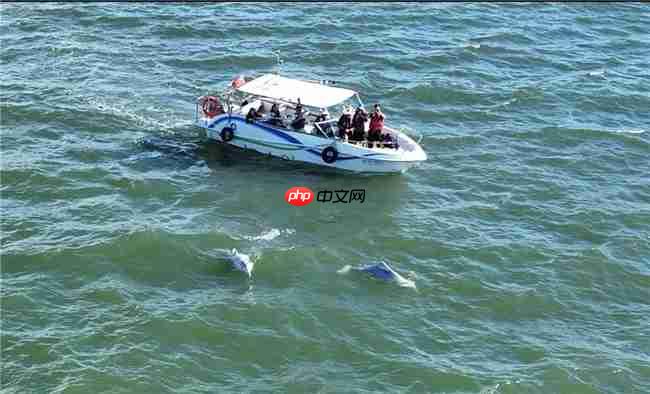 从参与到守护:镜头定格粉红色海豚,从全民寻“豚”到全民护“豚”