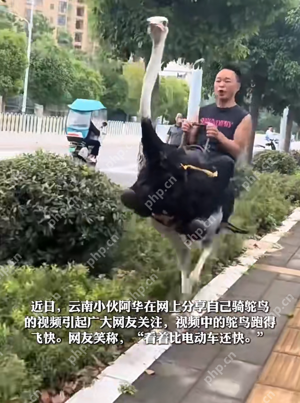 遥遥领先！云南男子喜提新能源坐骑——鸵鸟，当事人：最快可以跑80迈 - php中文网