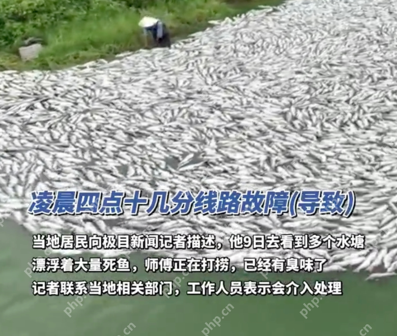 十几万斤鱼死亡白花花铺满鱼塘 负责人：损失200万 - php中文网