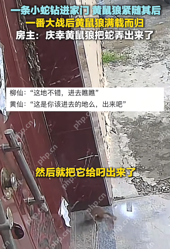 现实版“动物世界”:小蛇钻入家中黄鼠狼紧随将其叼出 - php中文网