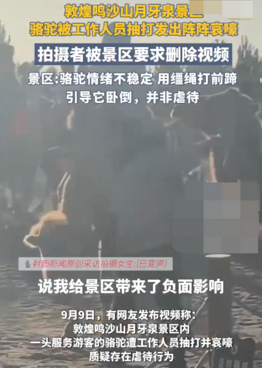 游客拍骆驼挨打被要求删视频 工作人员：事发时骆驼情绪不稳定 - php中文网