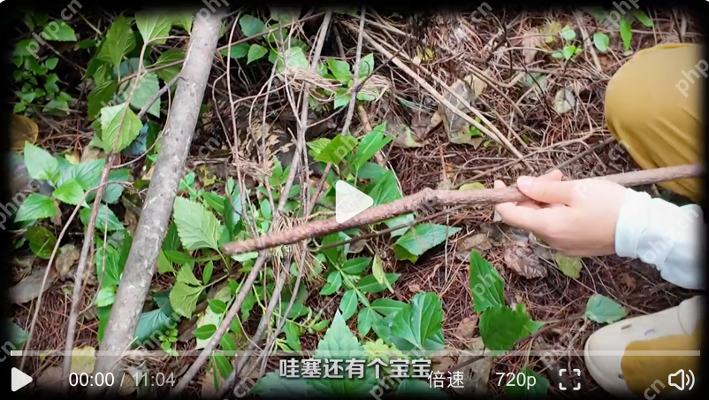 采蘑菇打野爆筐乱象是怎么回事？详情介绍 - php中文网