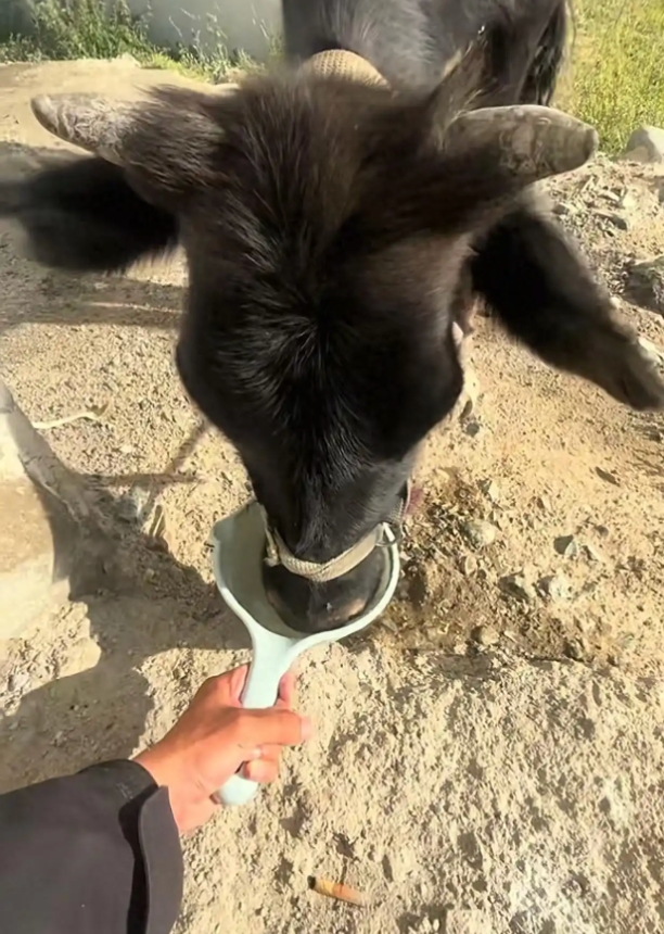 小伙在新疆“找矿”却因喂牛走红是怎么回事？详情介绍 - php中文网