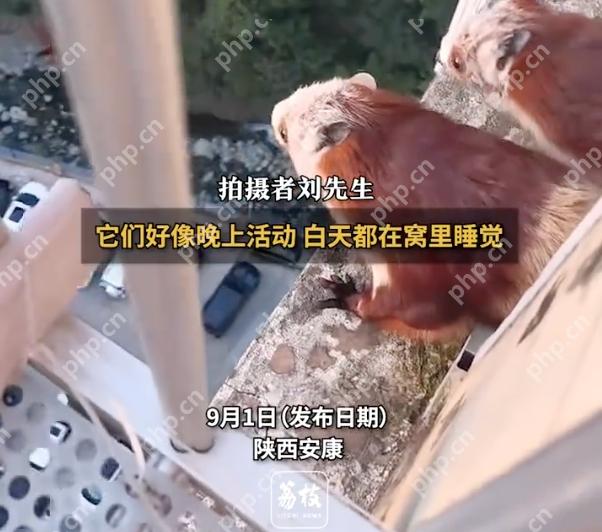 3只飞鼠19楼跃出上演“翼装飞行”是怎么回事?详情介绍 - php中文网