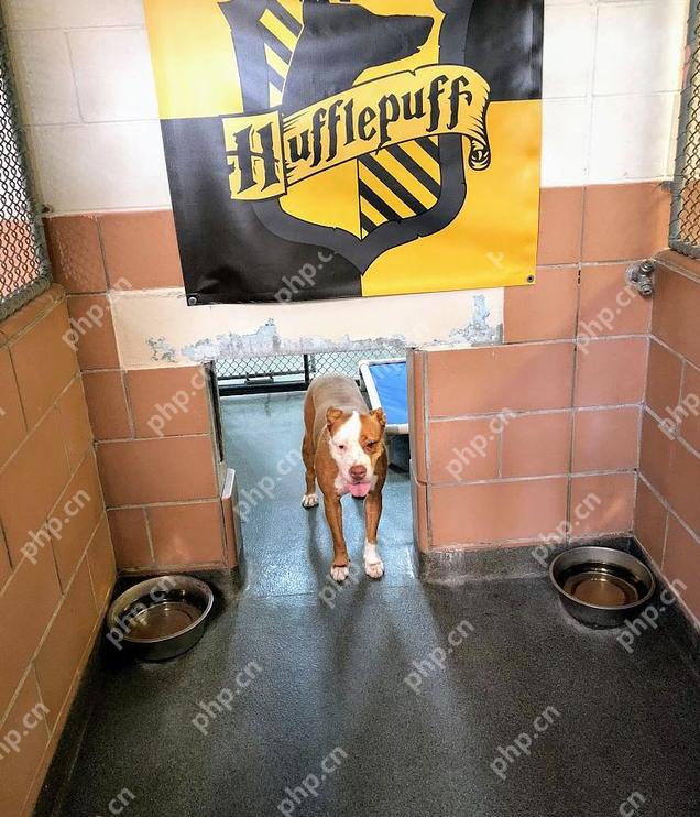 霍格沃茨魔法狗校的入口是怎么回事?详细介绍 - php中文网