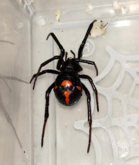 男子遭罕见“怪肥腹蛛”咬伤是怎么回事?详情介绍 - php中文网