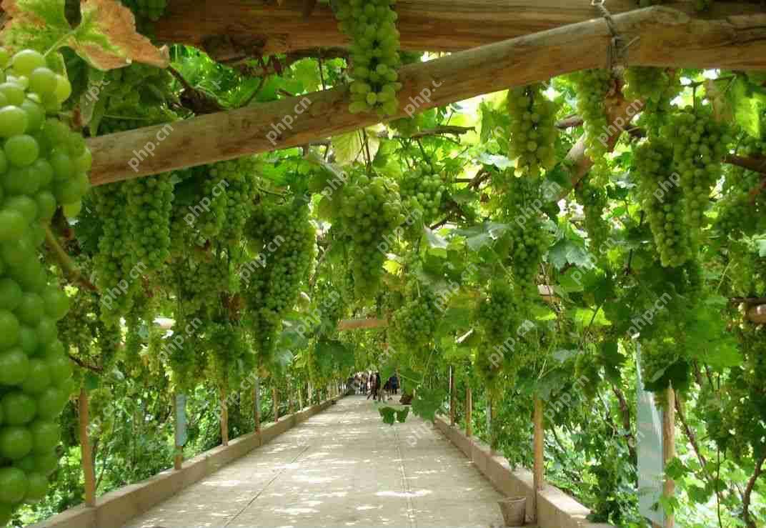 县城用APP卖水果蔬菜：来看“果蔬园”APP如何解决农产品销售难的问题