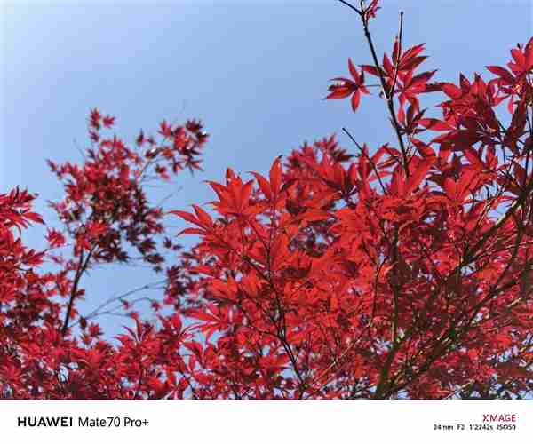 建议友商跟进!华为Mate 70 Pro+红枫影像实拍:果然名不虚传