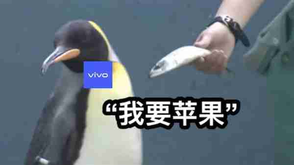 只有苹果朋友圈才能看Live Photo 真不是微信不给安卓面子